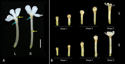 Comprehensive transcriptomic profiling reveals complex molecular mechanisms in the regulation of style-length dimorphism in Guettarda speciosa (Rubiaceae), a species with “anomalous” distyly